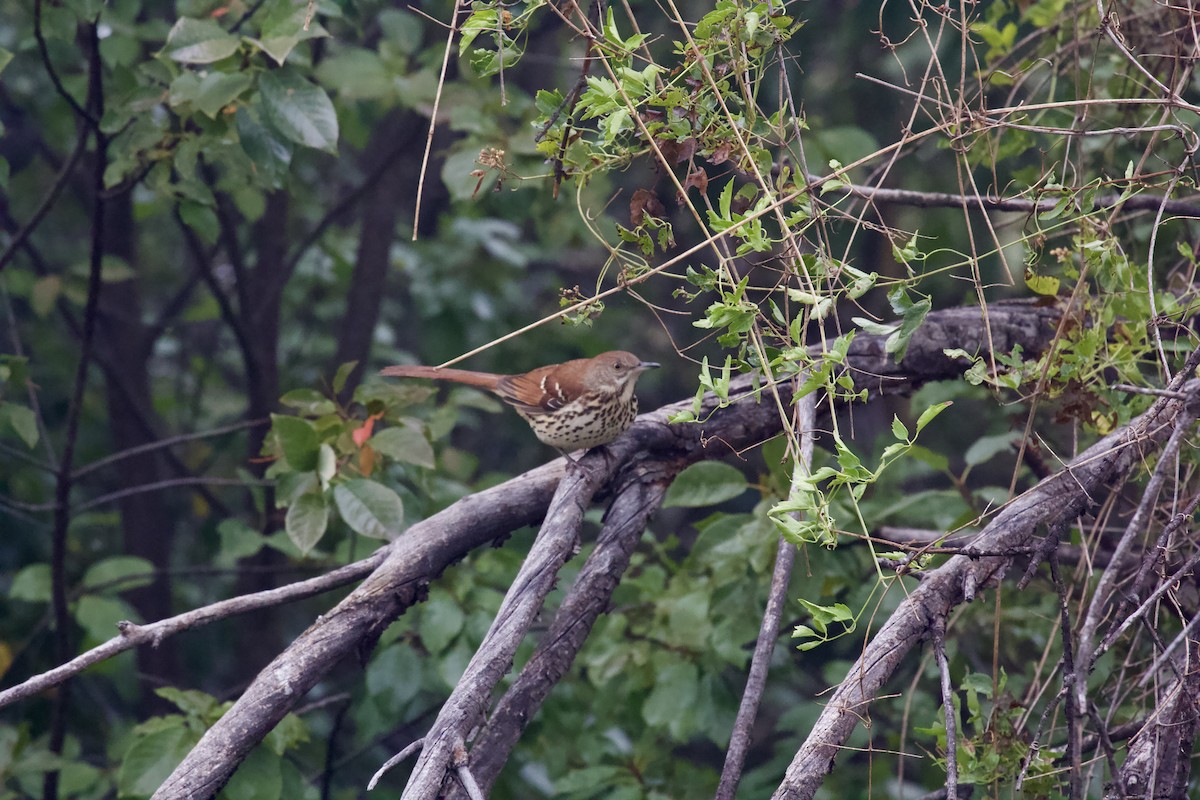 Brown Thrasher - Eric Rasmussen