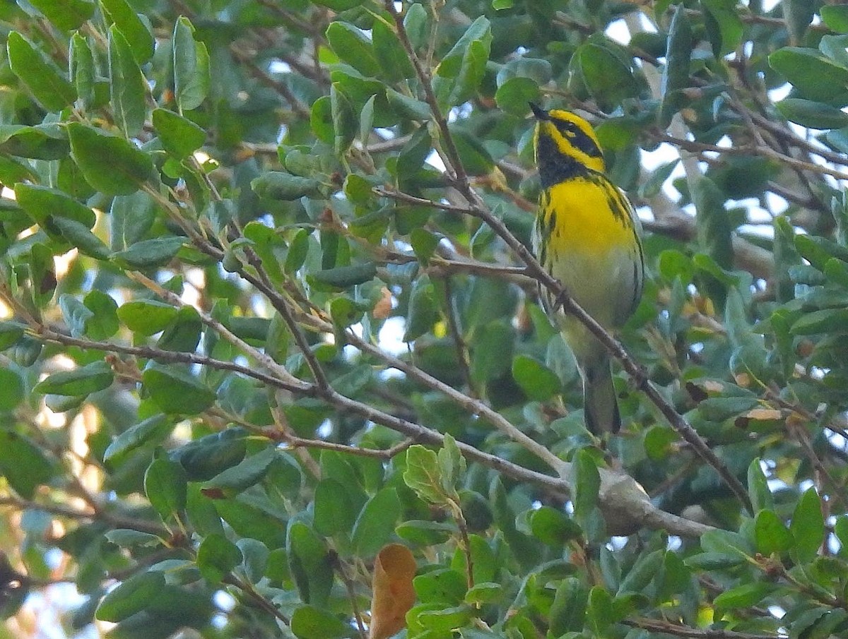 Townsend's Warbler - ML484107691