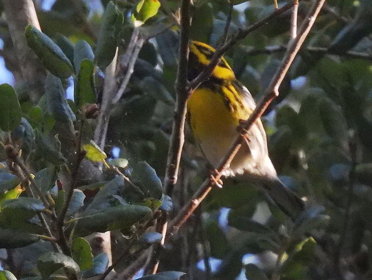 Townsend's Warbler - ML484107701