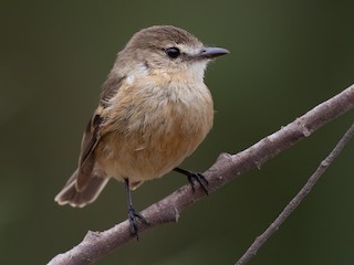  - Rufescent Flycatcher