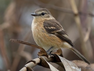  - Rufescent Flycatcher
