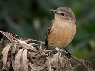  - Rufescent Flycatcher