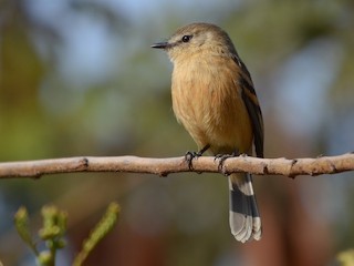 - Rufescent Flycatcher