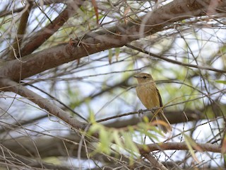  - Rufescent Flycatcher