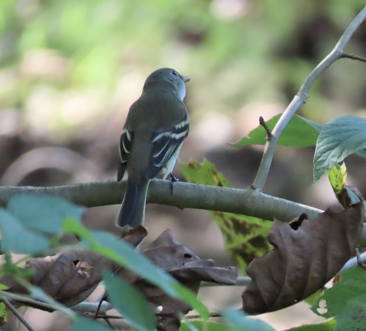 Least Flycatcher - ML484109791