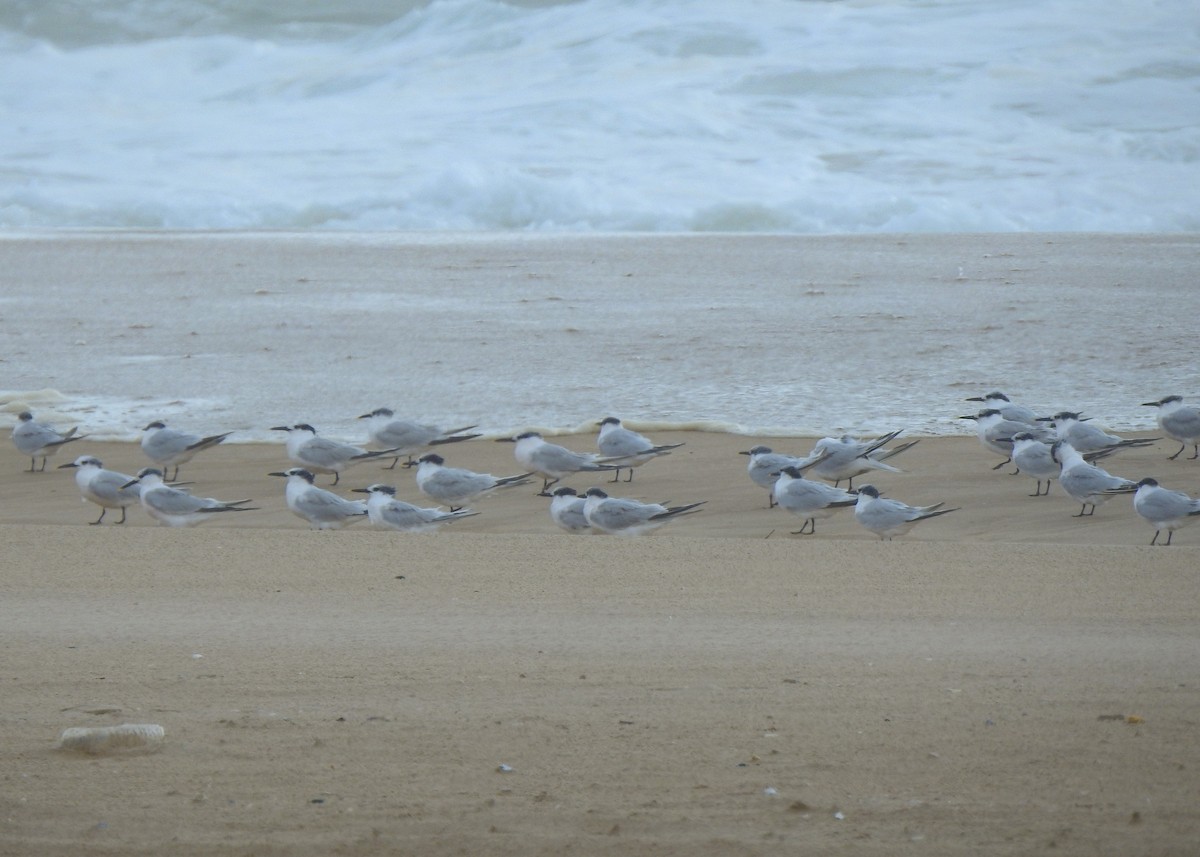 Sandwich Tern - ML484110171