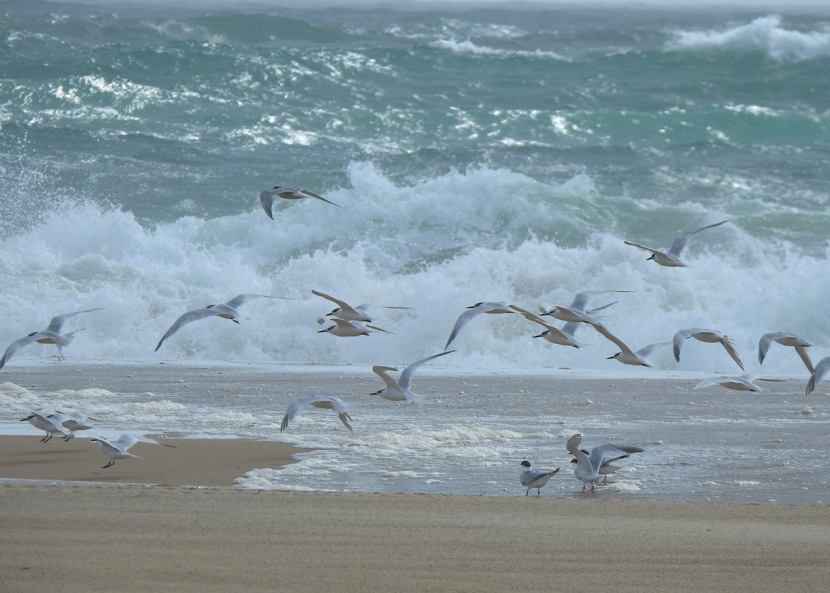 Sandwich Tern - ML484110181