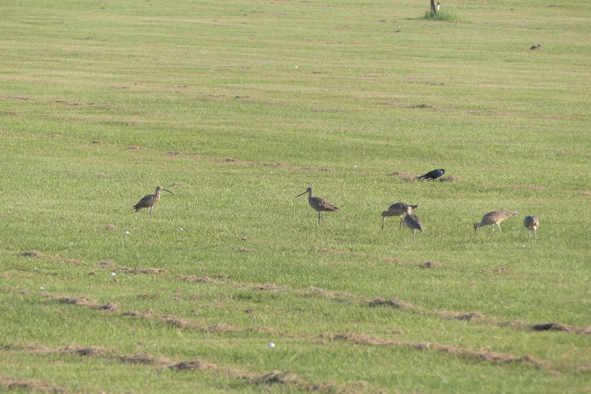 Long-billed Curlew - ML484110601