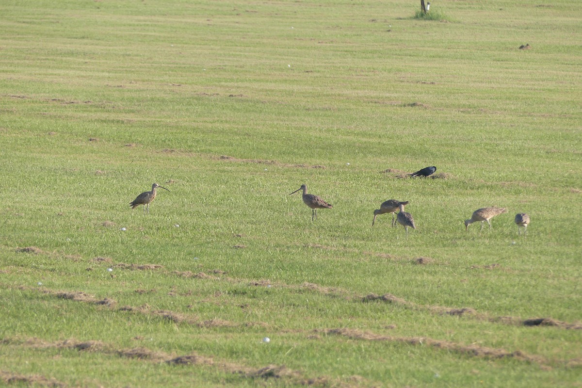 Long-billed Curlew - ML484110611