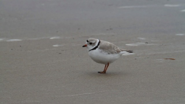 Piping Plover - ML484112