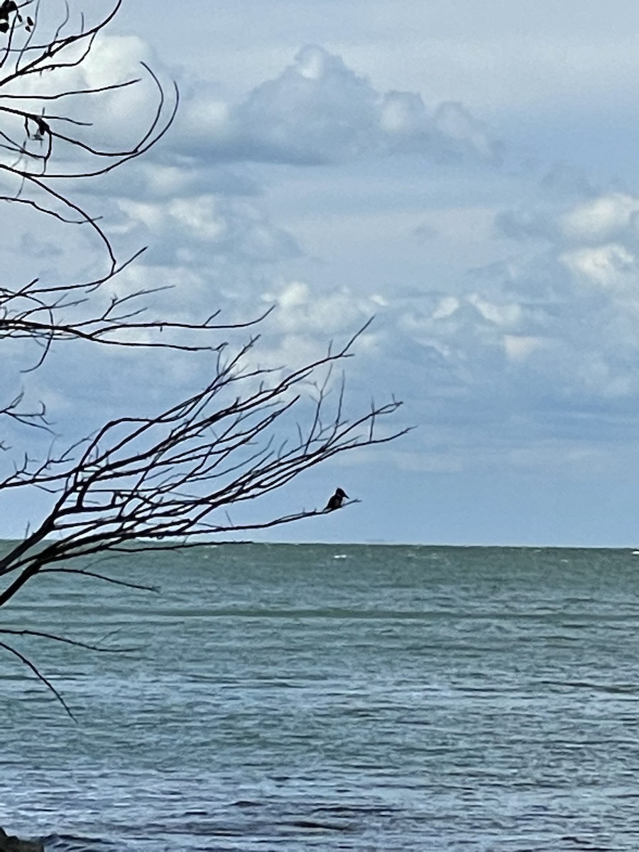 Belted Kingfisher - ML484112571