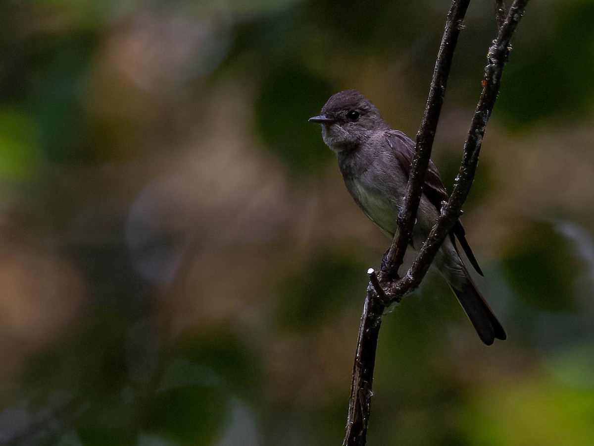 Western Wood-Pewee - ML484115311