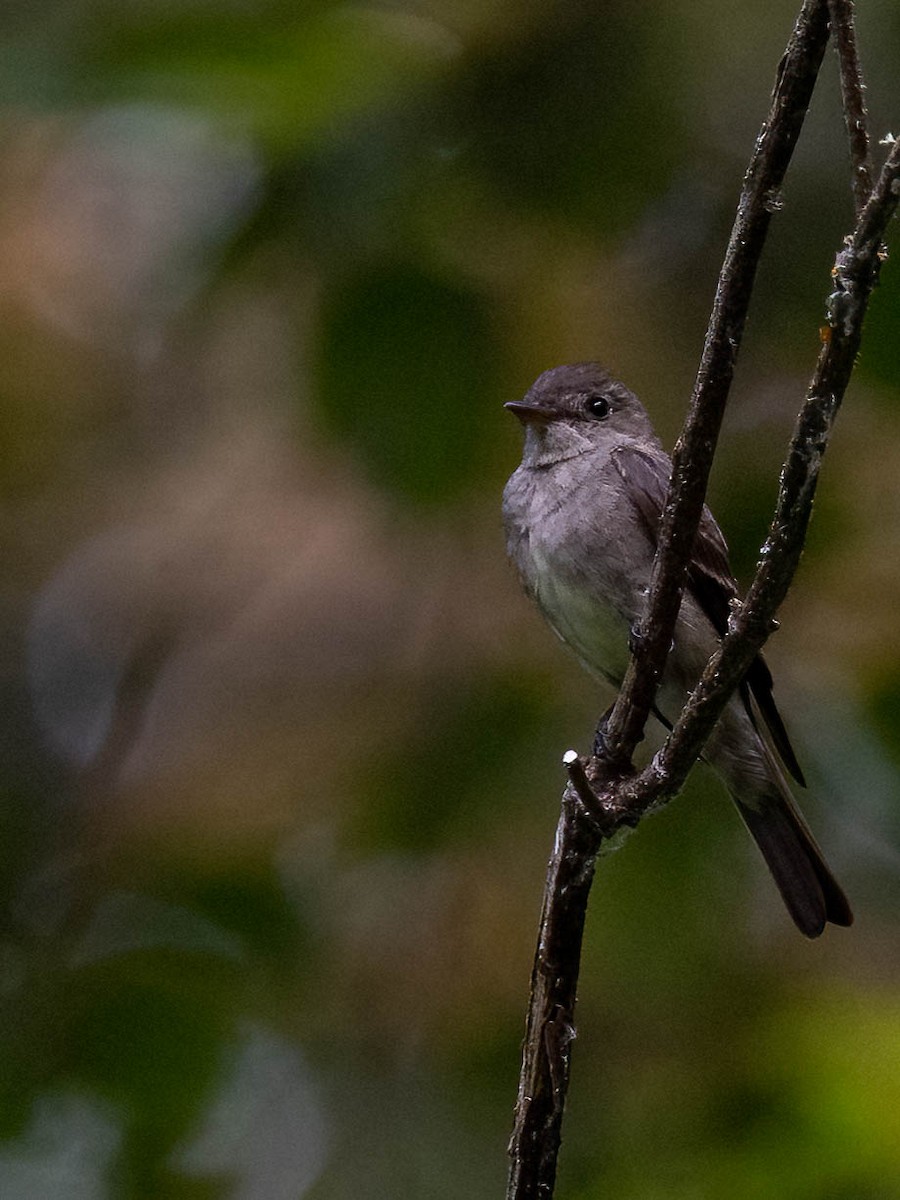 Western Wood-Pewee - Andy DeBroux