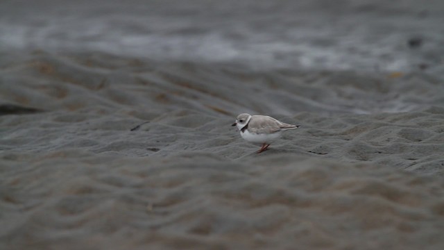 Piping Plover - ML484116