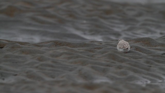 Piping Plover - ML484117