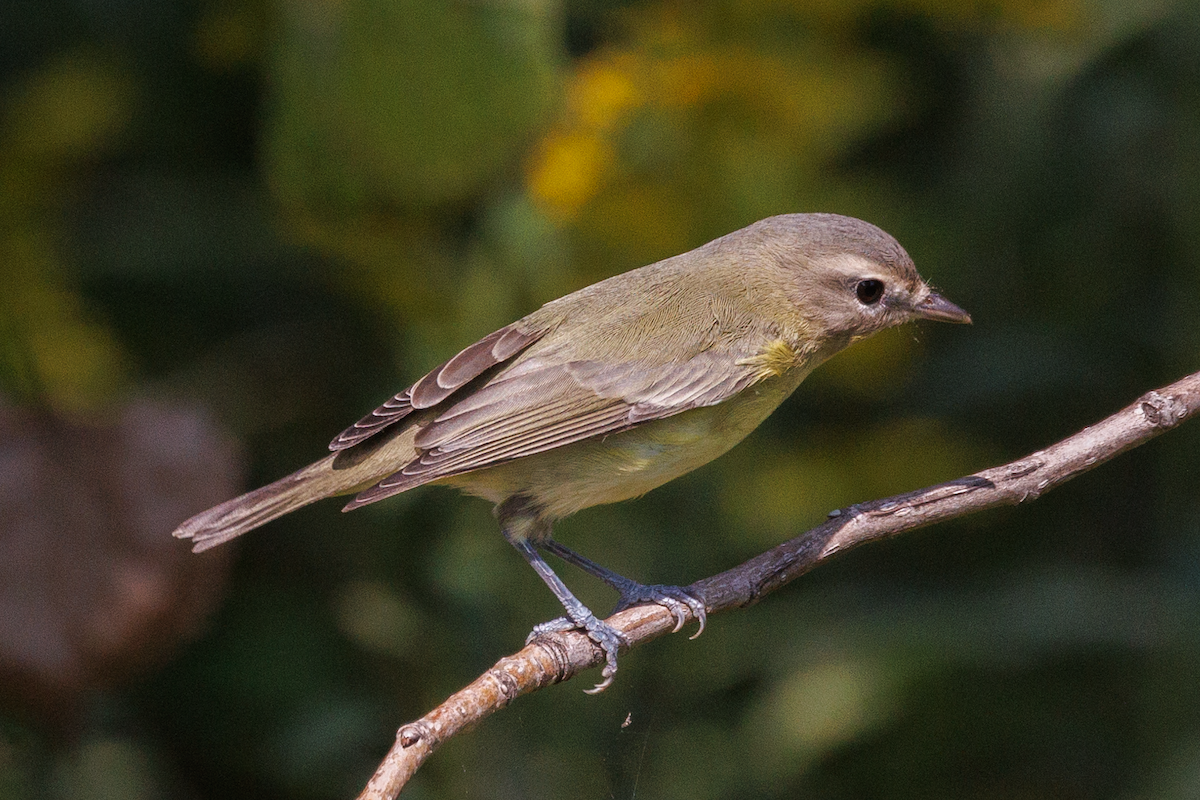 Philadelphia Vireo - Chris Caprette