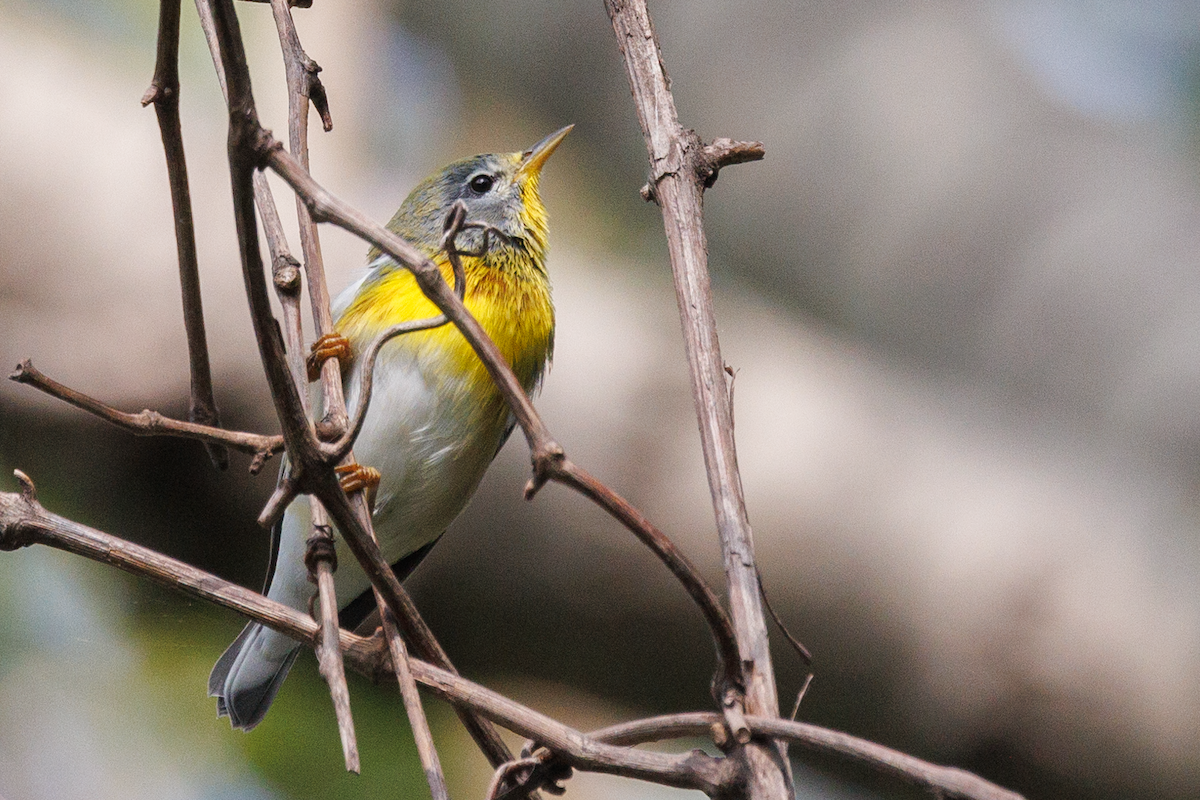 Northern Parula - Chris Caprette