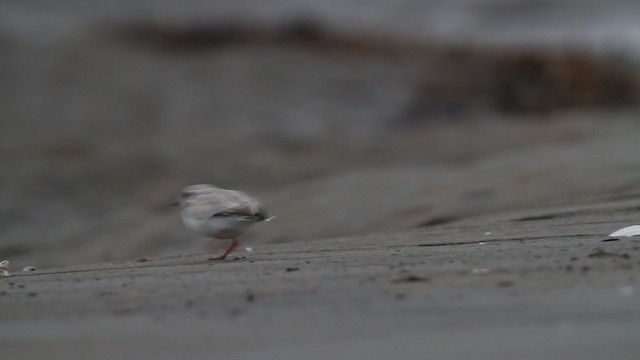 Piping Plover - ML484119