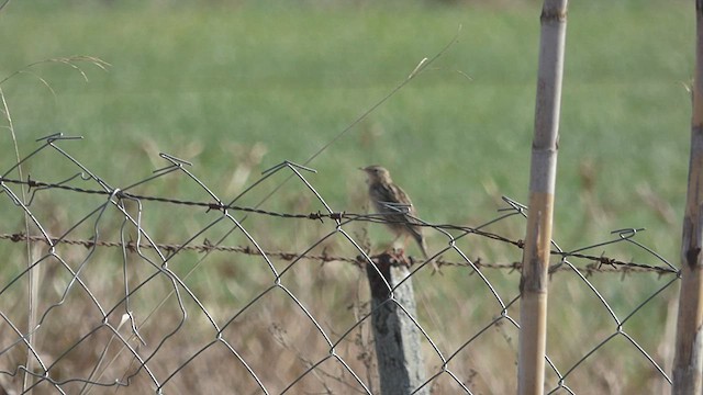 Hellmayr's Pipit - ML484119921