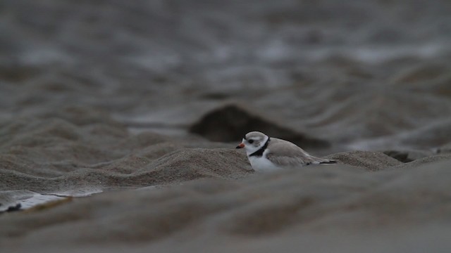 Piping Plover - ML484120