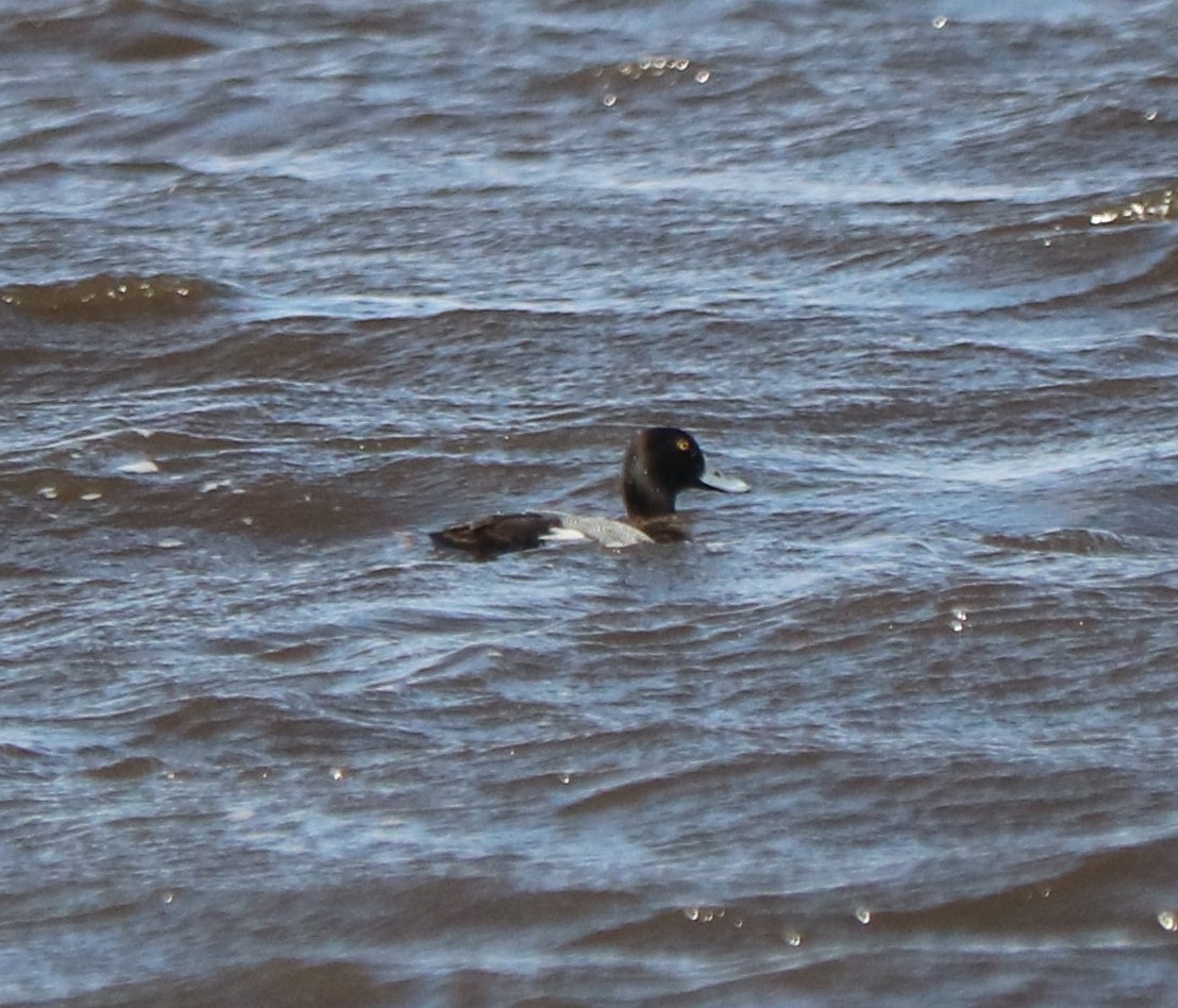 Greater Scaup - ML48412091