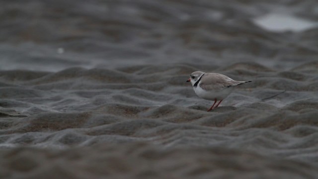 Piping Plover - ML484121