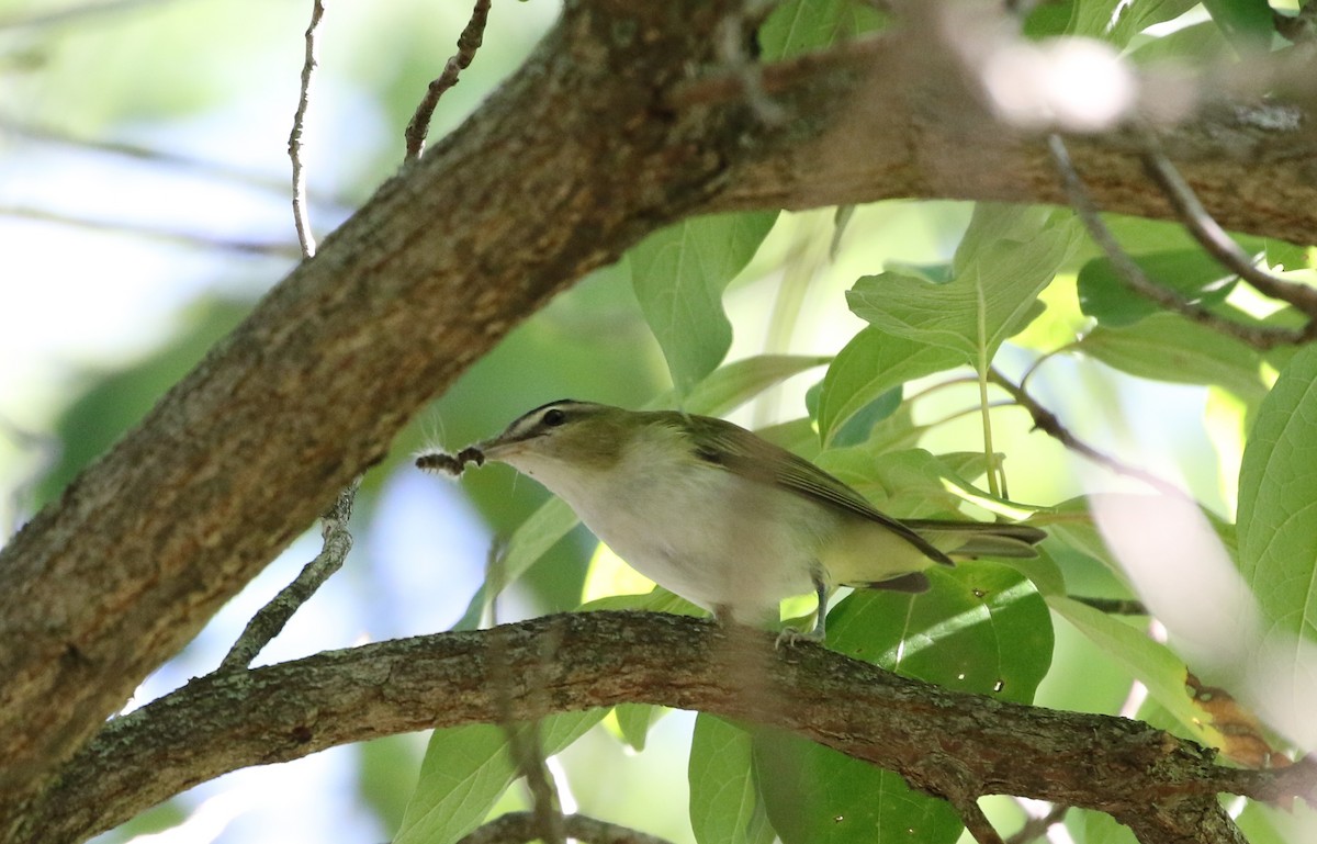Red-eyed Vireo - ML484121001