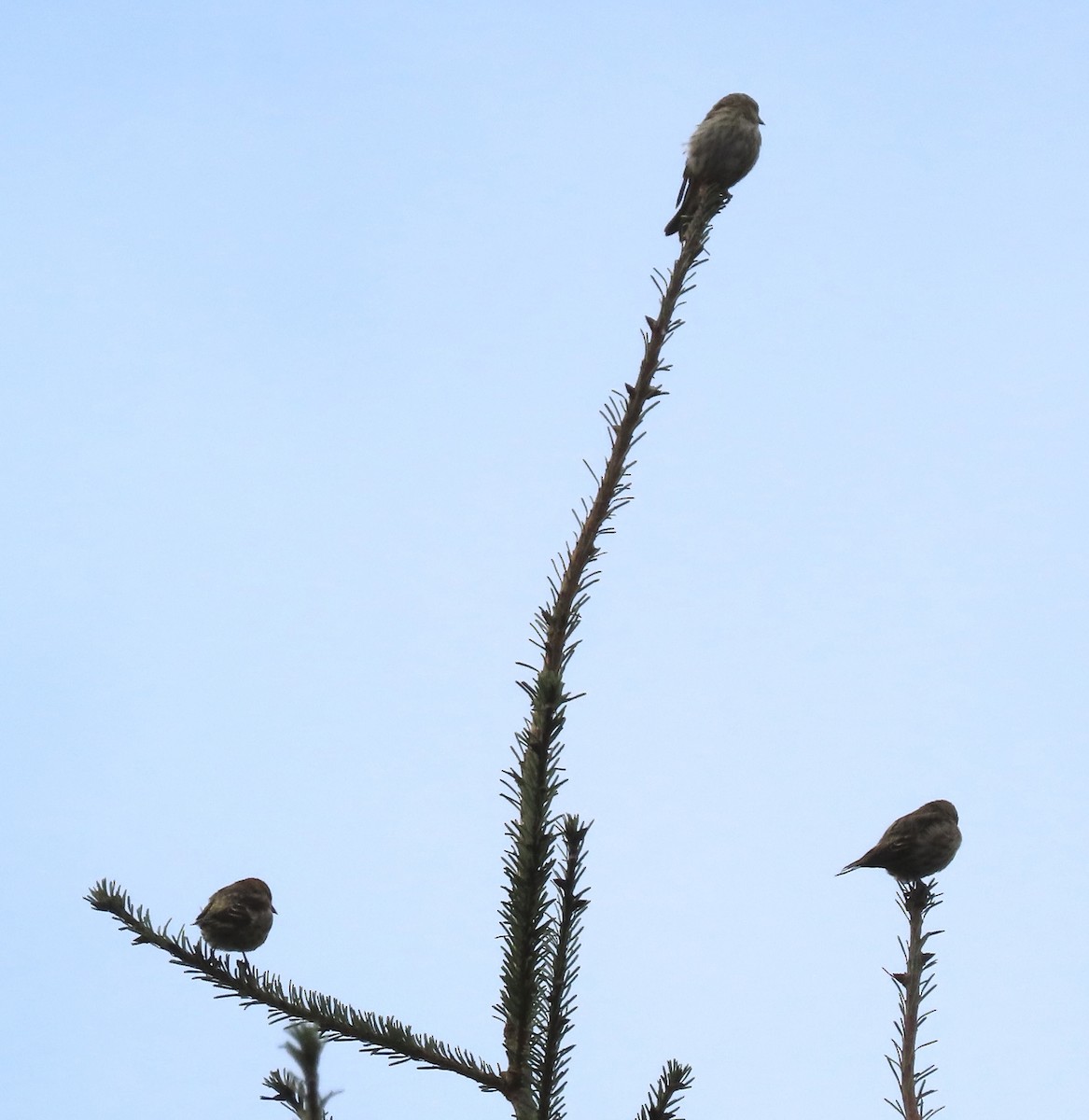 Pine Siskin - ML484121921