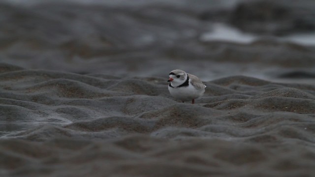 Piping Plover - ML484122