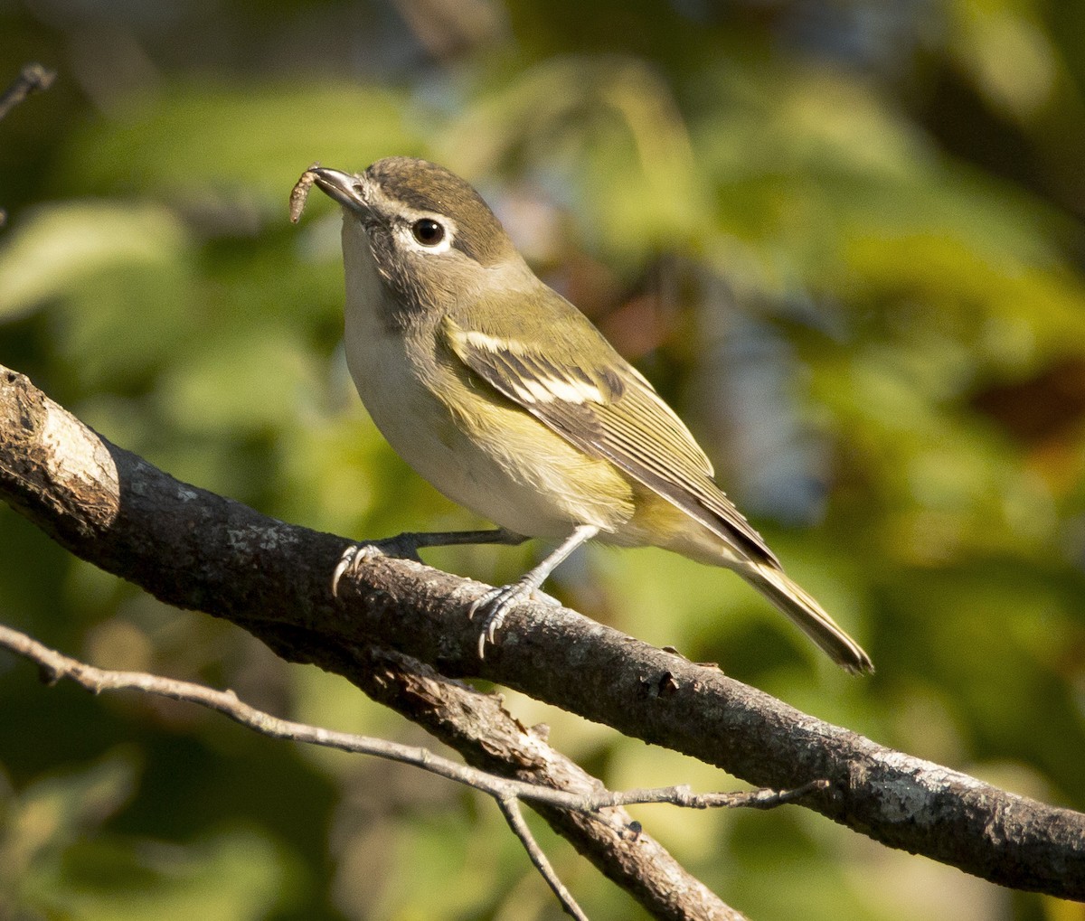 Blue-headed Vireo - Bonnie Graham