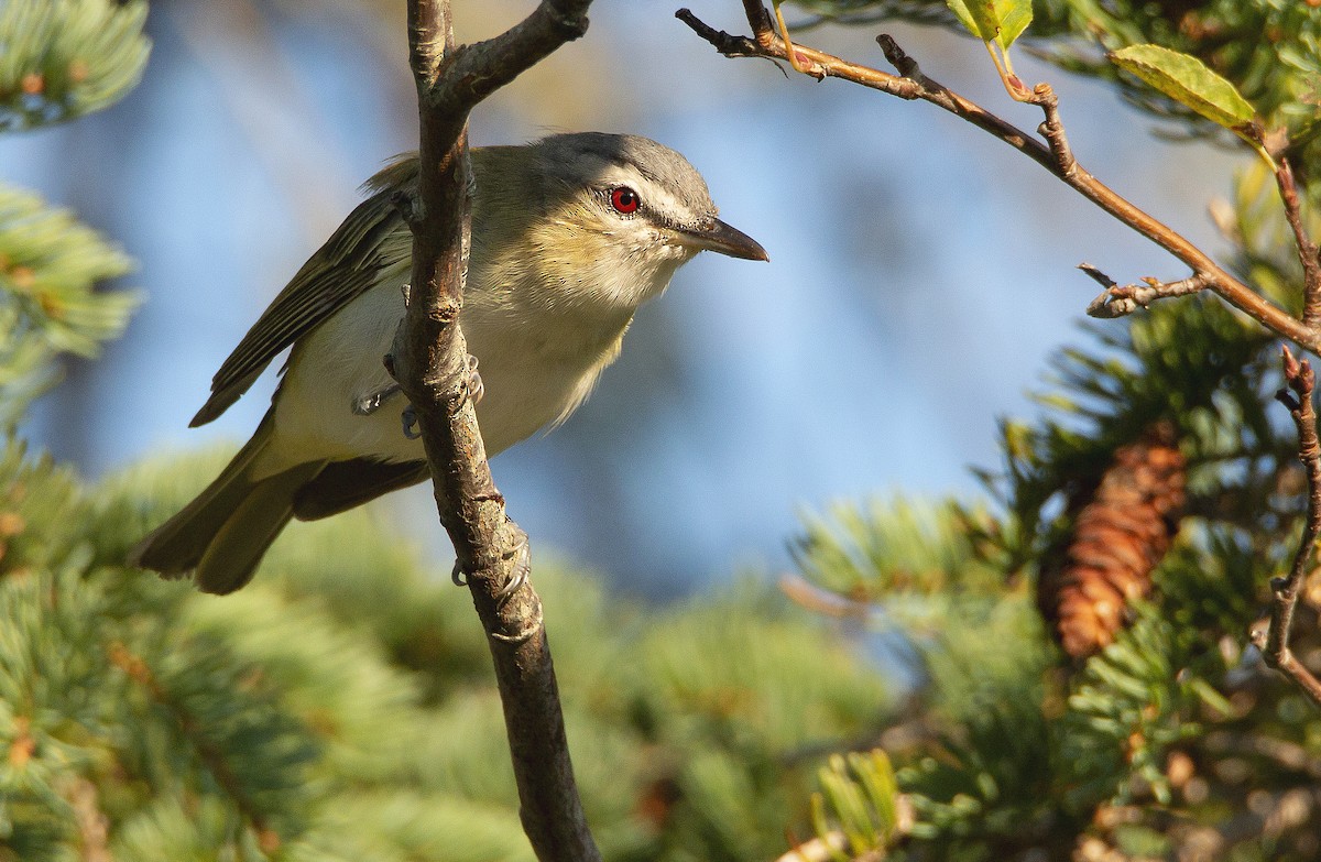 Kızıl Gözlü Vireo - ML484123361