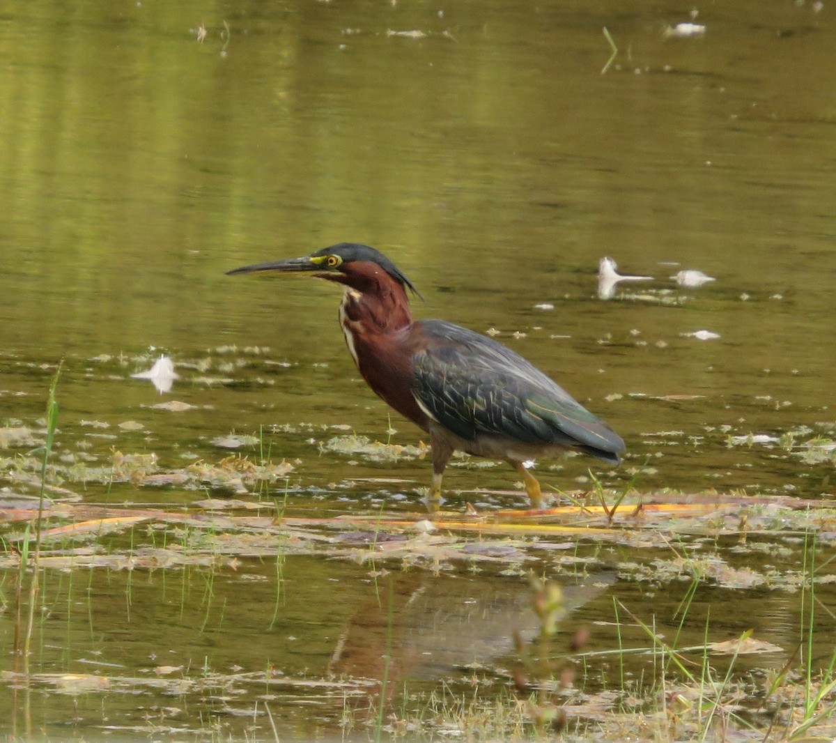 Зеленоспинная цапля - ML484123821