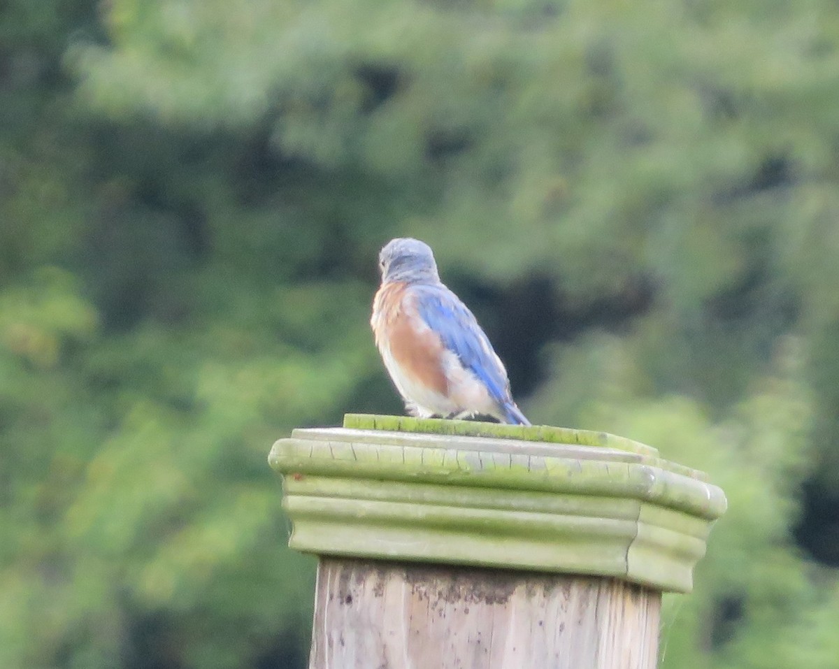 Восточная сиалия - ML484124341