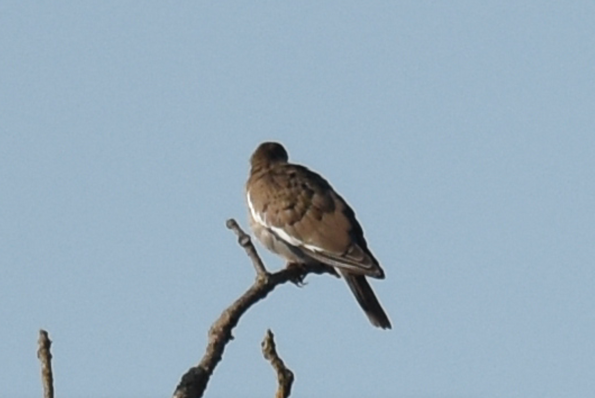 White-winged Dove - ML484126541