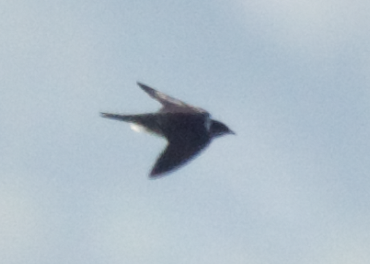 Purple Martin - ML484126601