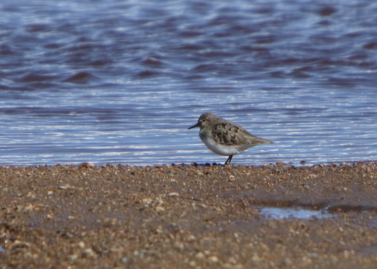 Temminck's Stint - ML484126901