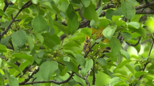 Yellow Warbler (Northern) - ML484127