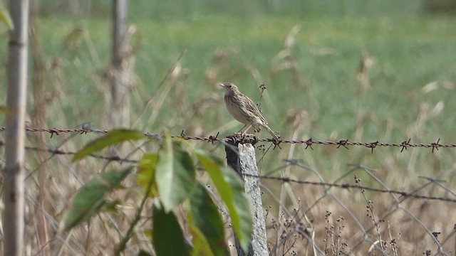 Hellmayr's Pipit - ML484127461