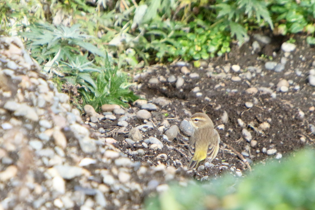 Palm Warbler - ML484127501