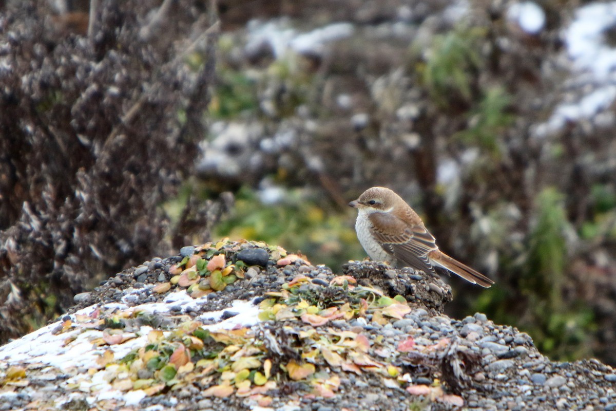 Pie-grièche écorcheur - ML484128401