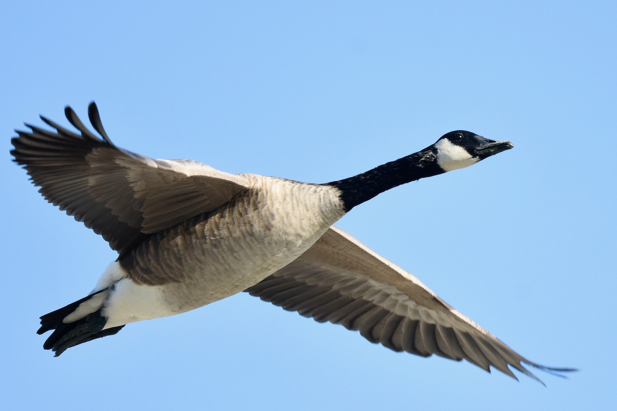 Canada Goose - George Gibbs