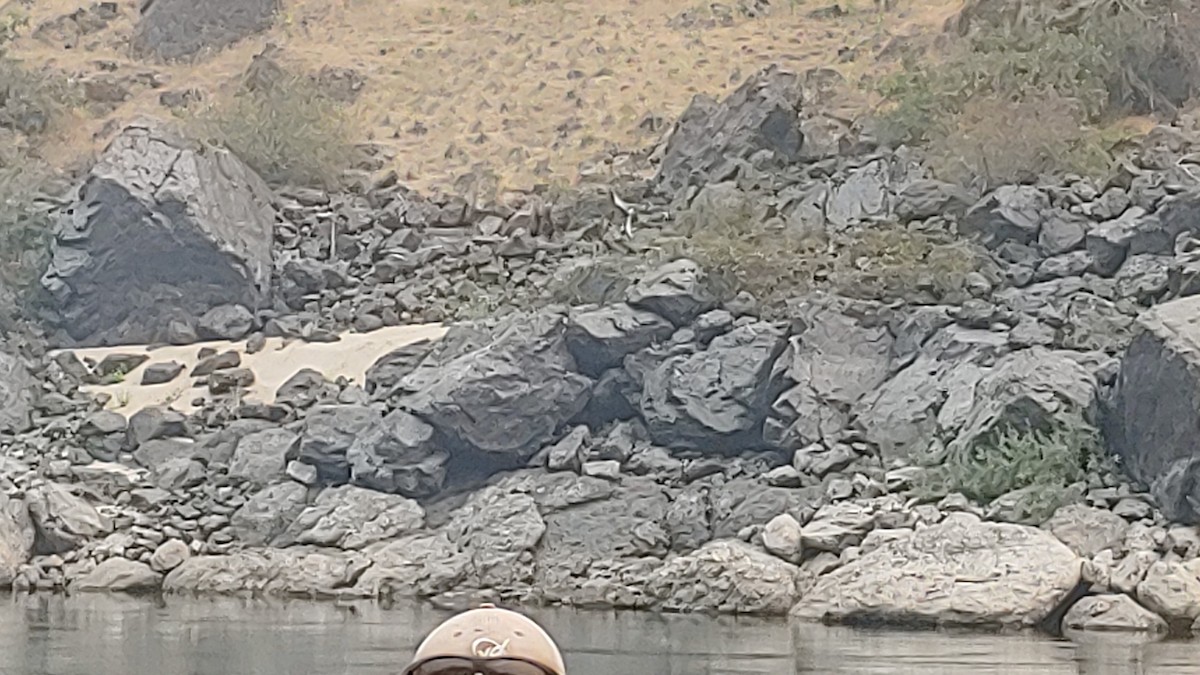 Sabine's Gull - ML484129921