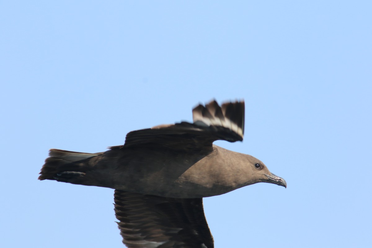 South Polar Skua - ML484130201