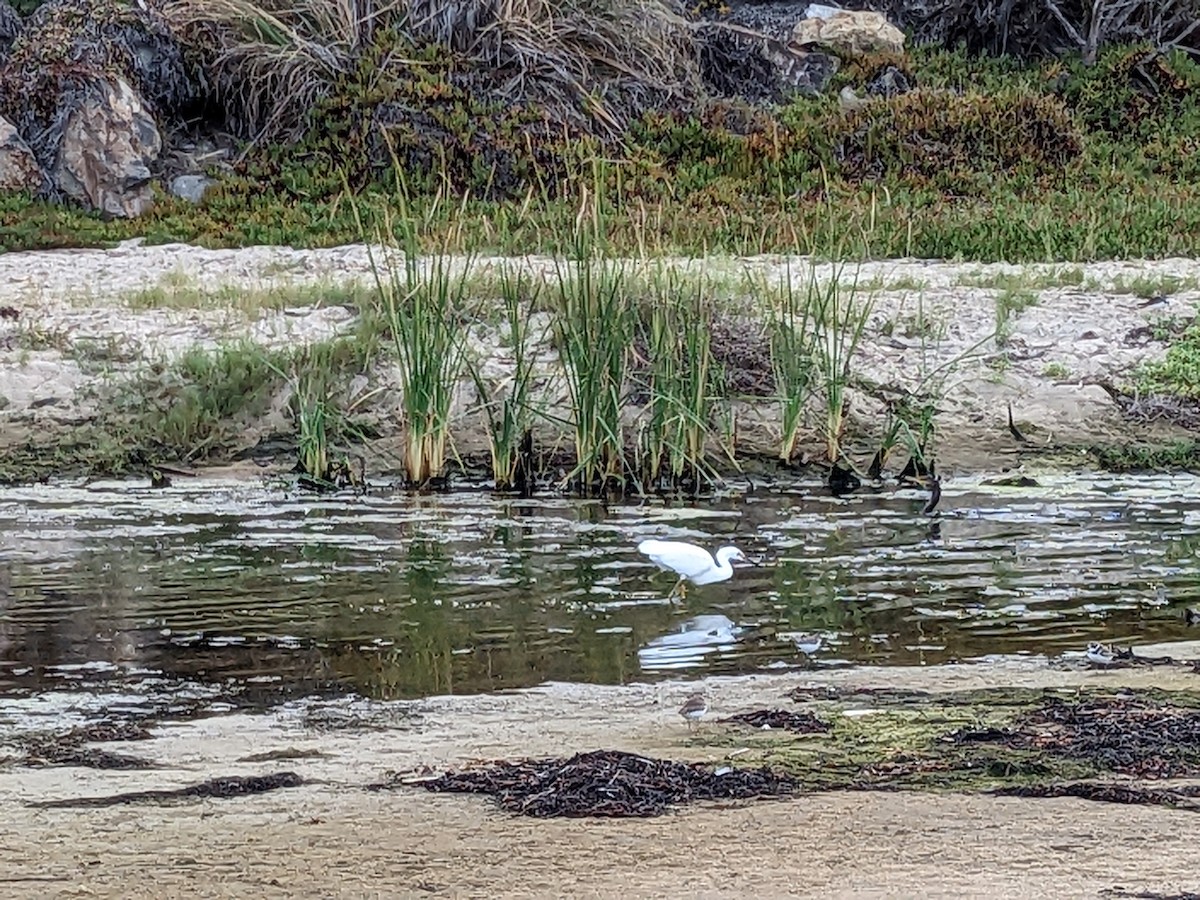 Snowy Egret - ML484130331