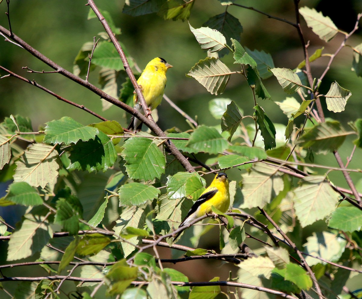 American Goldfinch - ML484131091