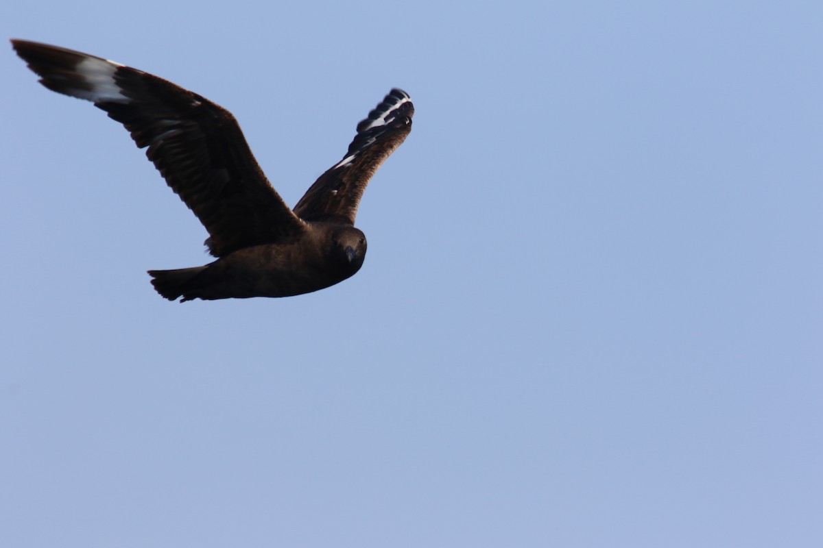 South Polar Skua - ML484131211