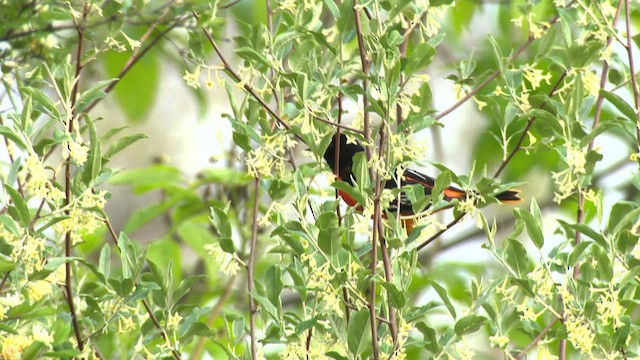 Baltimore Oriole - ML484132