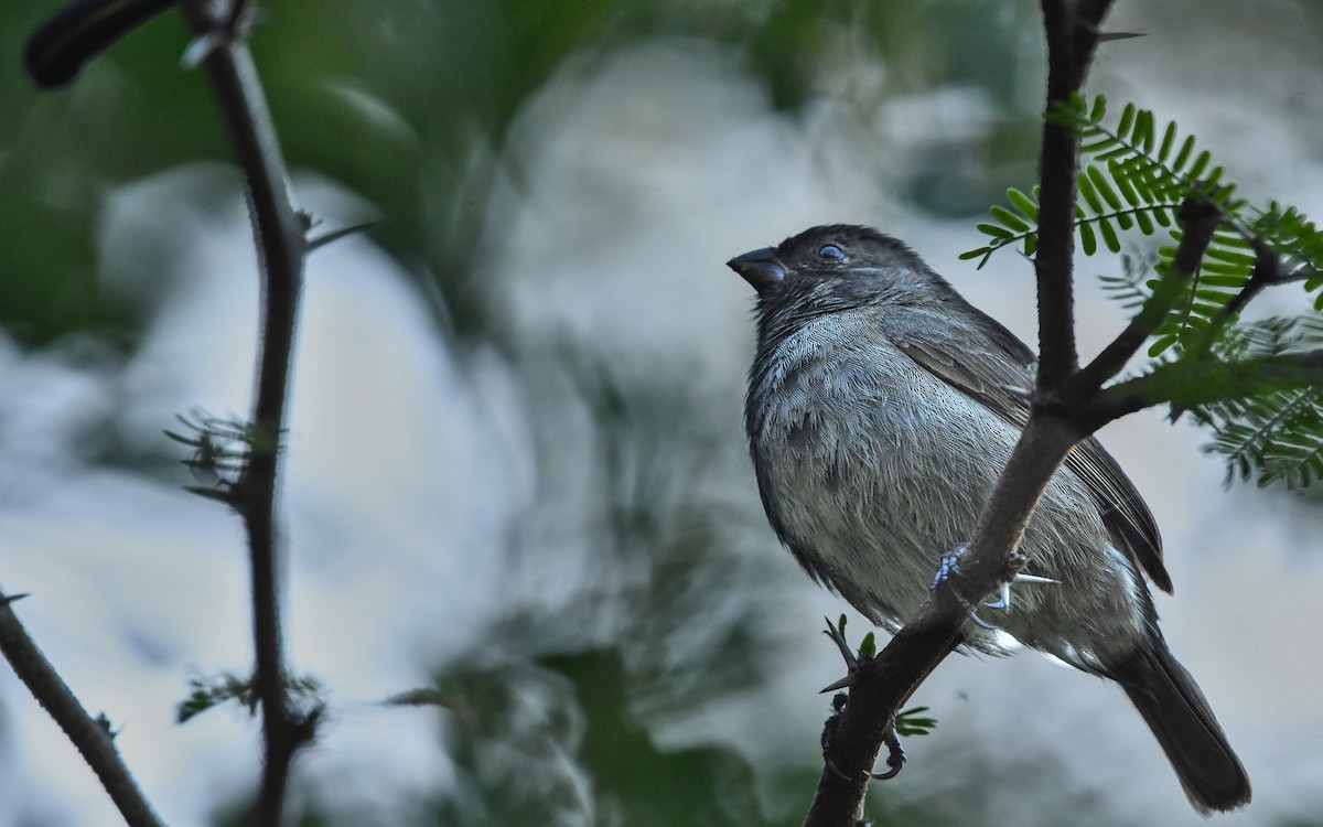 Black-faced Grassquit - ML484133251