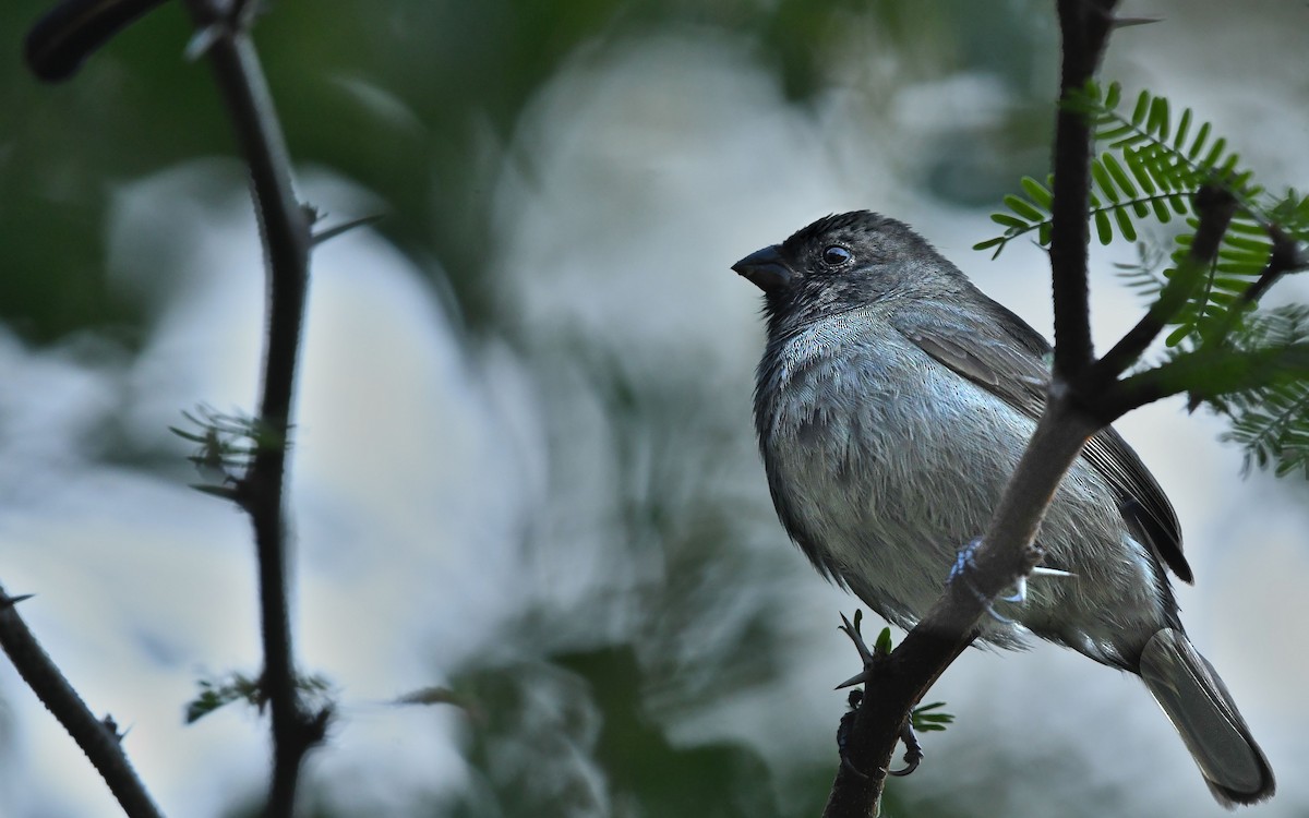 Black-faced Grassquit - ML484133261