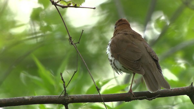 Wood Thrush - ML484134